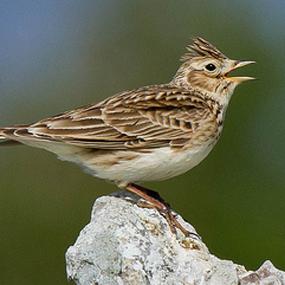 skylark