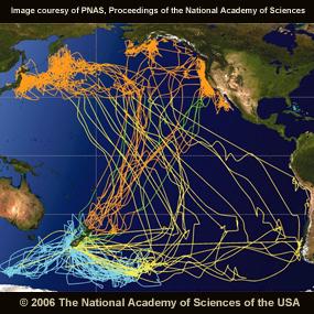 Sooty Shearwater Migrations