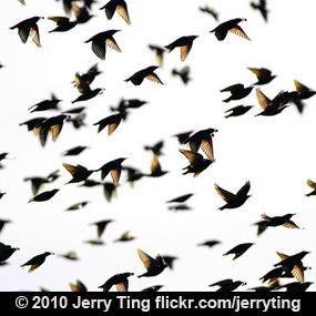 Starling Flock