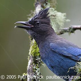 Steller's Jay