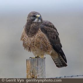 Swainson's Hawk