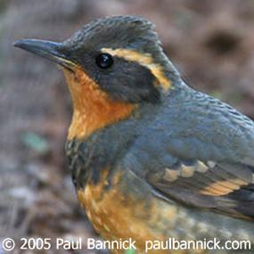 Varied Thrush