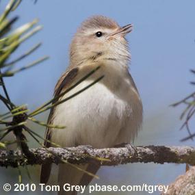 Warbling Vireo