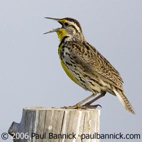 Singing Western Meadowlark