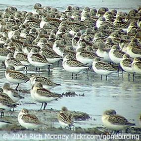 Western Sandpipers