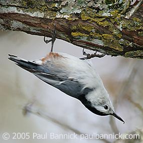 White-breasted Nuthatch
