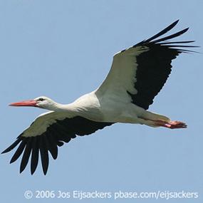 White Stork in flight