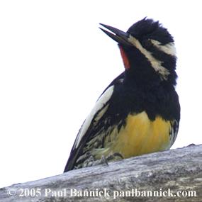 Williamson's Sapsucker