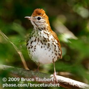 Wood Thrush