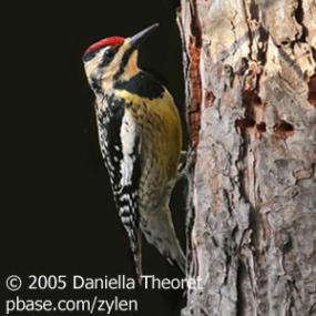 Yellow-bellied Sapsucker