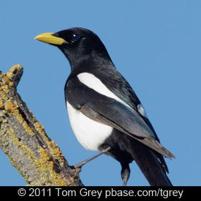 Yellow-billed Magpie