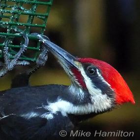 Pileated Woodpecker