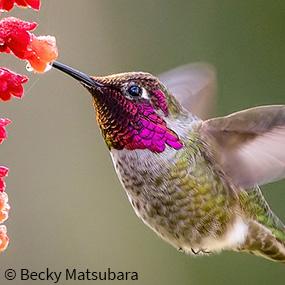 Anna's Hummingbird drinking nectar from flower