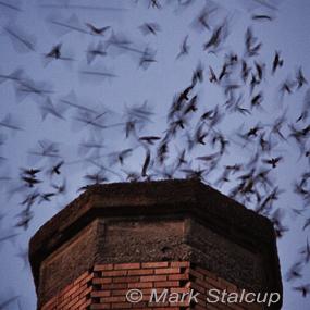 Vaux's Swifts