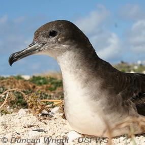 Wedge-tailed Shearwater