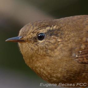 Winter Wren