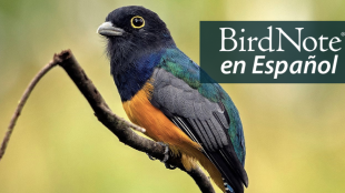 Gartered Trogon perched on branch. "BirdNote en Español" appears in the top right corner.