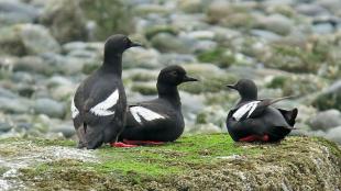 Pigeon Guillemots