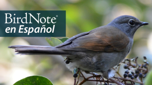 A Brown-backed Solitaire perches near small dark-colored berries. "BirdNote en Español" appears in the top left corner.