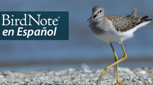 A Lesser Yellowlegs walks along a beach on a sunny day. "BirdNote en Español" appears in the bottom left corner.