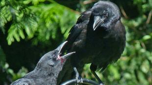 Begging juvenile and adult Crow