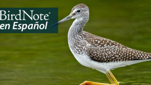 A Greater Yellowlegs wades through water. "BirdNote en Español" appears in the top left corner.