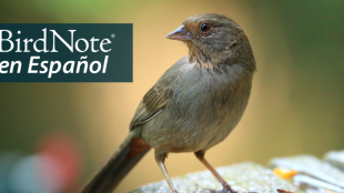 A small grayish brown bird with short pointed beak rests on stone edge of a birdbath, and faces the viewer while looking to its right. "BirdNote en Español" appears in the upper left corner.