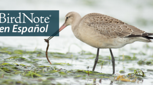 Hudsonian Godwit feeding. "BirdNote en Español"' appears in the upper left corner.