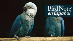 Two Little Blue Macaws perched on a horizontal wooden bar, showing their blue bodies and wings with lighter heads and black beaks.