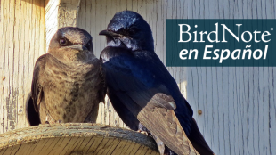 Purple Martin adult and juvinile perched at a nest box. "BirdNote en Español" appears in the upper left corner.