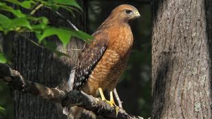 Red-shouldered Hawk