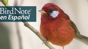 A small red bird with white cheek patch and narrow short brown tail perches on a diagonal branch.