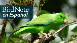 A Green-rumped Parrotlet in profile perching on a branch in bright sunlight