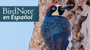 An Acorn Woodpecker showing its dark back, black and white head and red top patch as it clings to a tree trunk dotted with small holes, some filled with acorns. "BirdNote en Español" appears in the upper left corner.