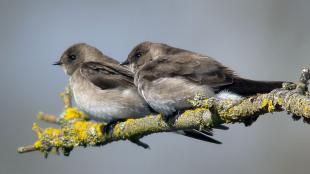 Northern Rough-winged Swallows