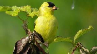 Male American Goldfinch