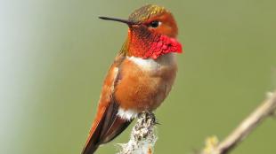 Rufous Hummingbird, male