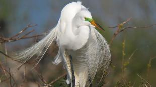 Great Egret displaying its beautiful breeding plumage