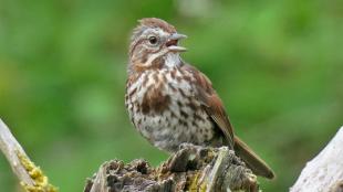 Song Sparrow