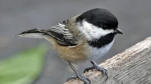 Black-capped Chickadee