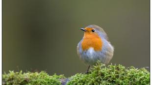 European Robin