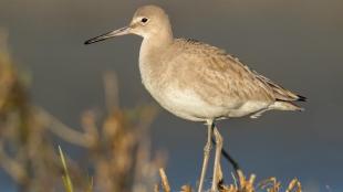 Willet on grassland