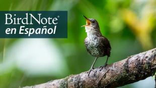 A singing Scaly-breasted Wren perches on a branch with a forest canopy in the background