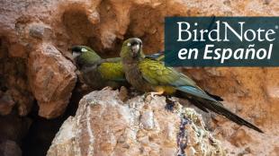 Two Burrowing Parakeets perched at the entrance of a tunnel on a dirt cliff face