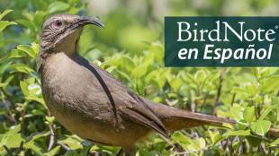 Closeup of a California Thrasher perched in a shrub in bright sunlight