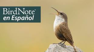 Closeup of a singing Canyon Wren perched on a rock