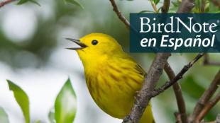 Closeup of a singing Yellow Warbler perched in a tree