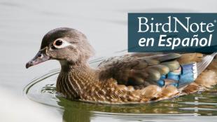 A female Wood Duck with a bright blue wing patch swims in a lake