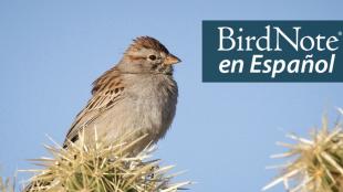 A Rufous-winged Sparrow perched on a cactus on a sunny day