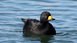 Black Scoter